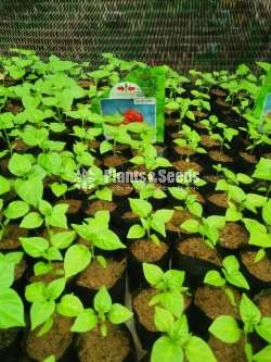 Mich hy1 NiMiris Plants