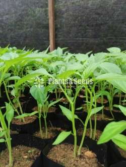 Mich hy1 NiMiris Plants