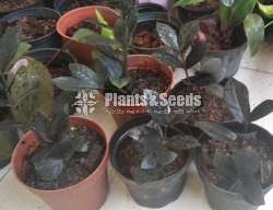 Black Lucky Plant