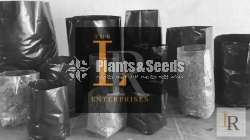 Virgin Black Clear Polythene