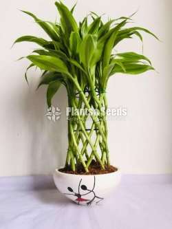 Lucky bamboo (Sanderiana)