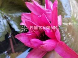 Water Plant Package