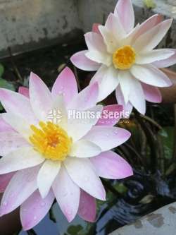 Water Plant Package