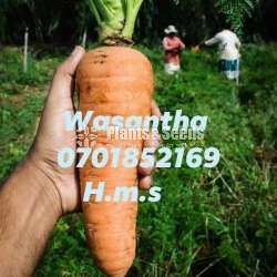 Carrot (දිනය අනුව මිල ගණන් වෙනස්‌වේ )