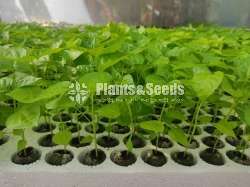 NiMiris Plants (Scotch bonnet)