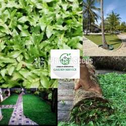Malaysian Grass