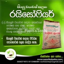 RHIZOSARA PADDY SPECIAL