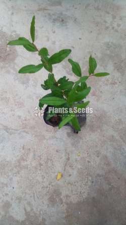 Red Pomegranate Plants