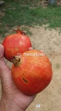 Red Pomegranate Plants