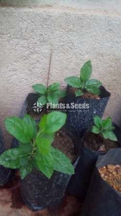 ApplePlants