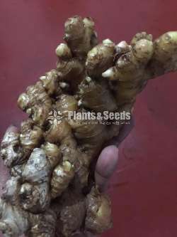 Ginger( ඉගුරු )