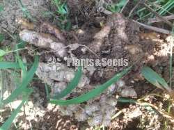 Ginger( ඉගුරු )