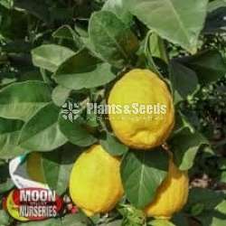 Lemmon Plants(ලෙමන් )