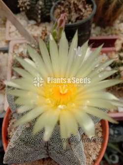 Astrophytum myriostigma Cactus