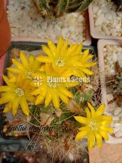 Weingartia lanata cactus