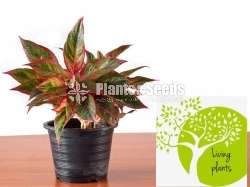 Aglaonema Siam Aurora