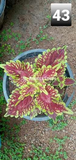 Coleus Varties for sale