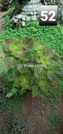 Coleus Varties for sale
