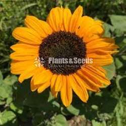 Sunflower Seeds