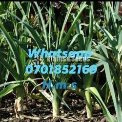 Leeks(දිනය අනුව මිල ගණන් වෙනස්‌වේ)