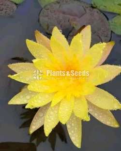 Red leaf yellow (Pinwari)