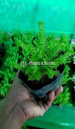 Cactus and Succulent Plants