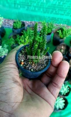 Cactus and Succulent Plants