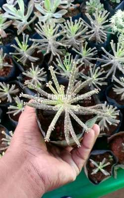Cactus and Succulent Plants