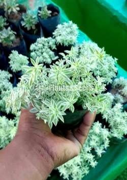Cactus and Succulent Plants