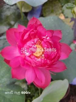 Rosa Siyapath and Sudu Siyapath Waterplants