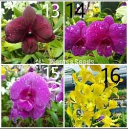 Dendrobium Orchid Plants