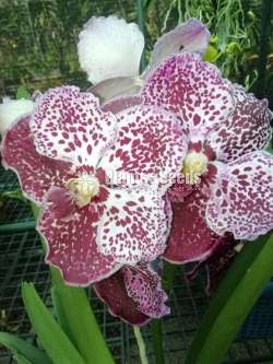 Phalaenopsis and Vanda Orchids