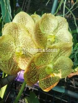 Phalaenopsis and Vanda Orchids