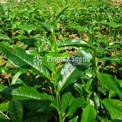 Tea Plants(තේ පැල )