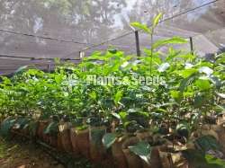 Tea Plants(තේ පැල )