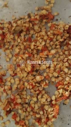 NiMiris Seeds