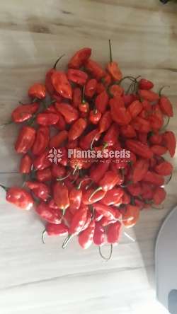 NiMiris Seeds