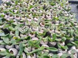 Phalaenopsis Orchids