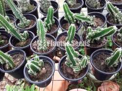 Cactus Collection