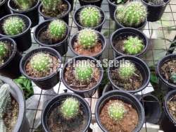 Cactus Collection