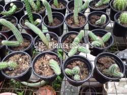 Cactus Collection