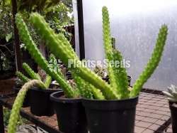 Cactus Collection