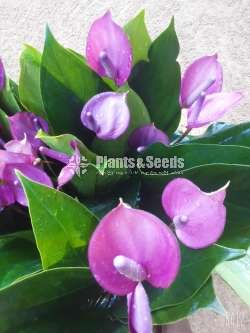 Purple range Anthurium