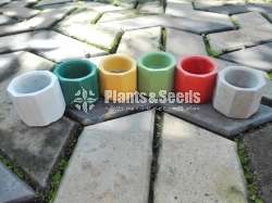 Cement Pots for (Cactus and Succulent)