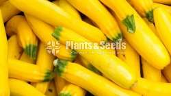 Zucchini(සුකිනි )