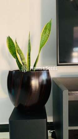 Hand painted indoor pots