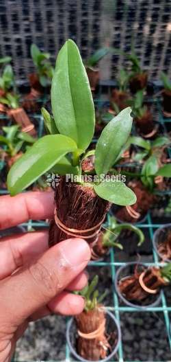 Orchid Plants with Colors