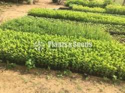 Fruit Plants