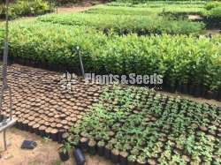 Fruit Plants