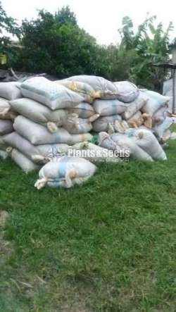 Goat Manure(Elu Phora)